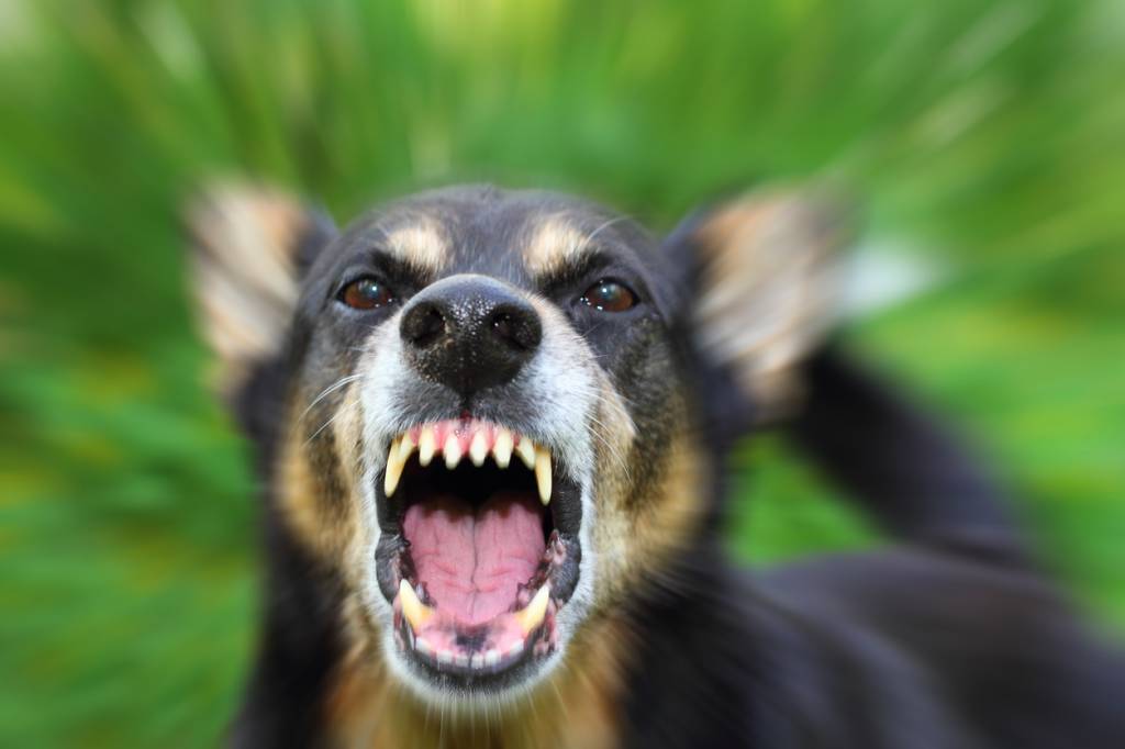 chien méchant