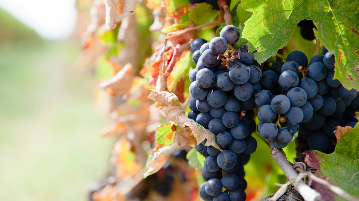 Anthocyanes vin raisin